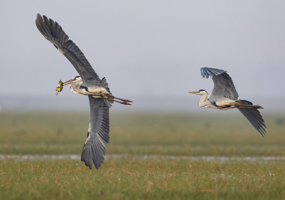 Grey heron fight for food