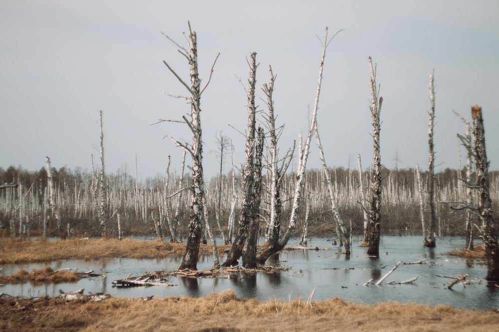 Photograph by Елена