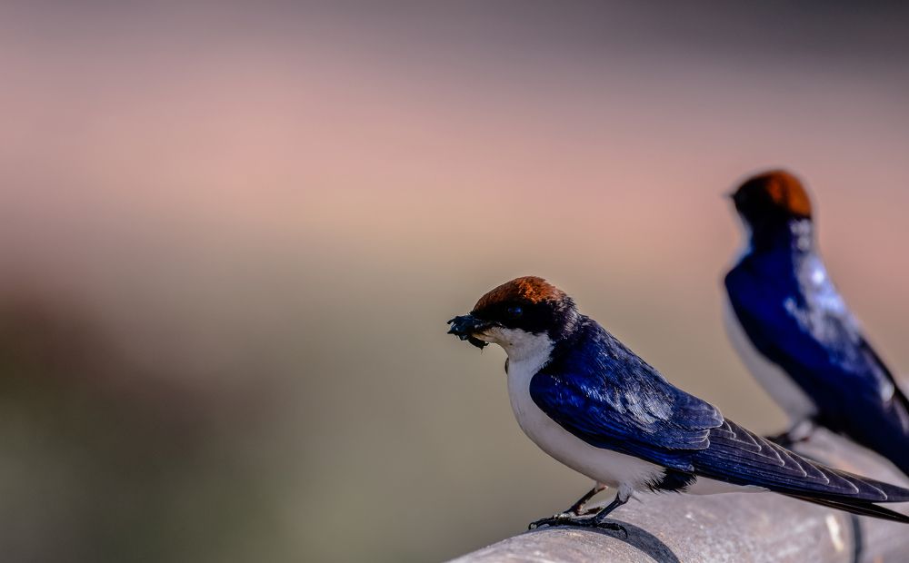 Aerial Acrobats  - Wire Tailed Swallow