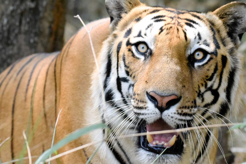 Amber - The Tiger (Big Cat)