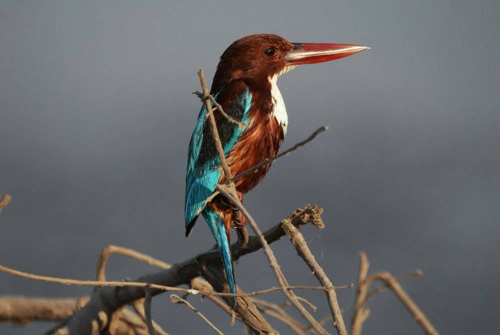 Kingfisher
