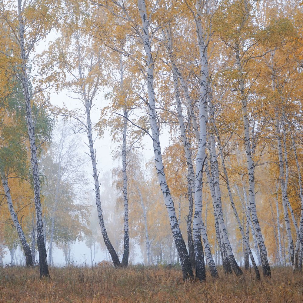 Photograph by Соловьёва Анастасия