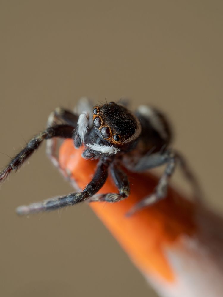 Salcidae balanced on a color pencil