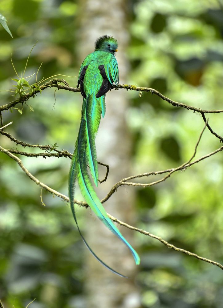 Photograph by Ricardo Ubico