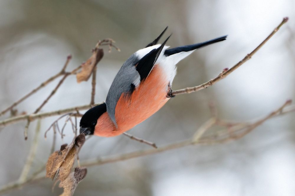 Photograph by Viktor Makarov