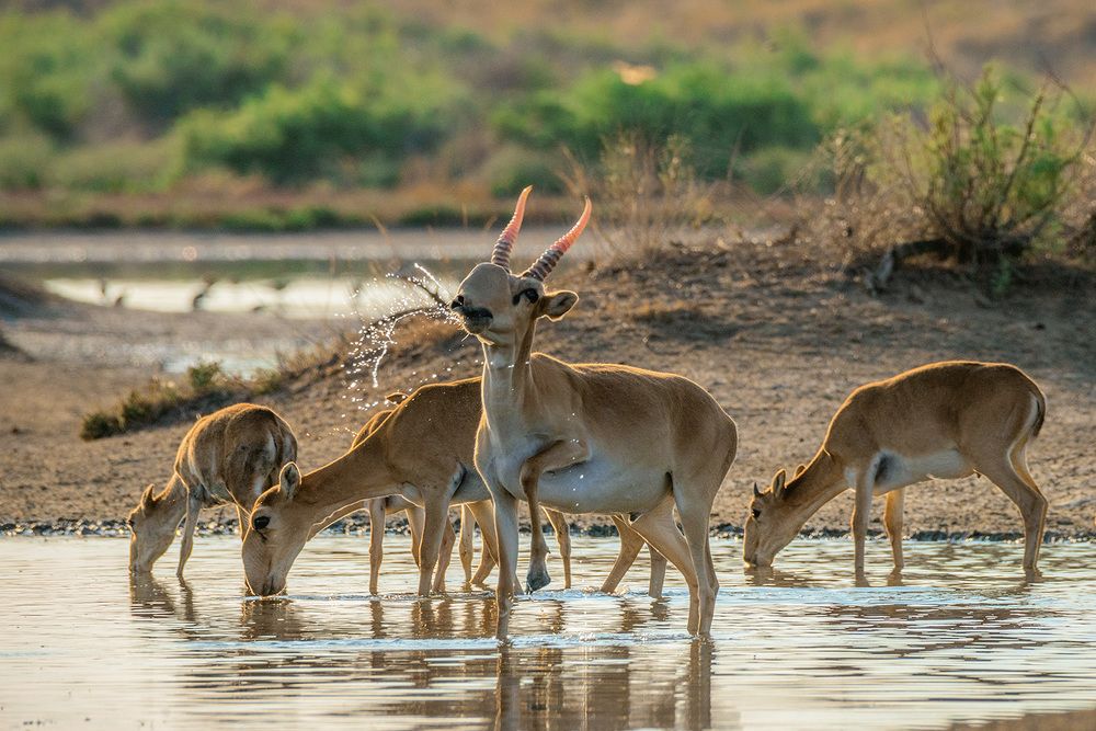 Ножкой топ!