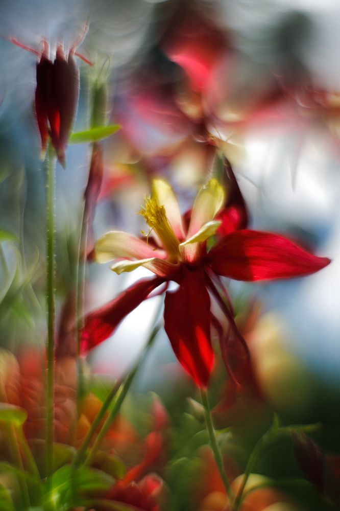 Магическое царство