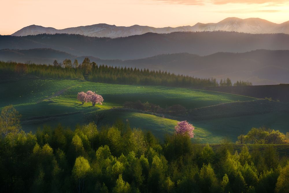 Cherry blossoms on the hill