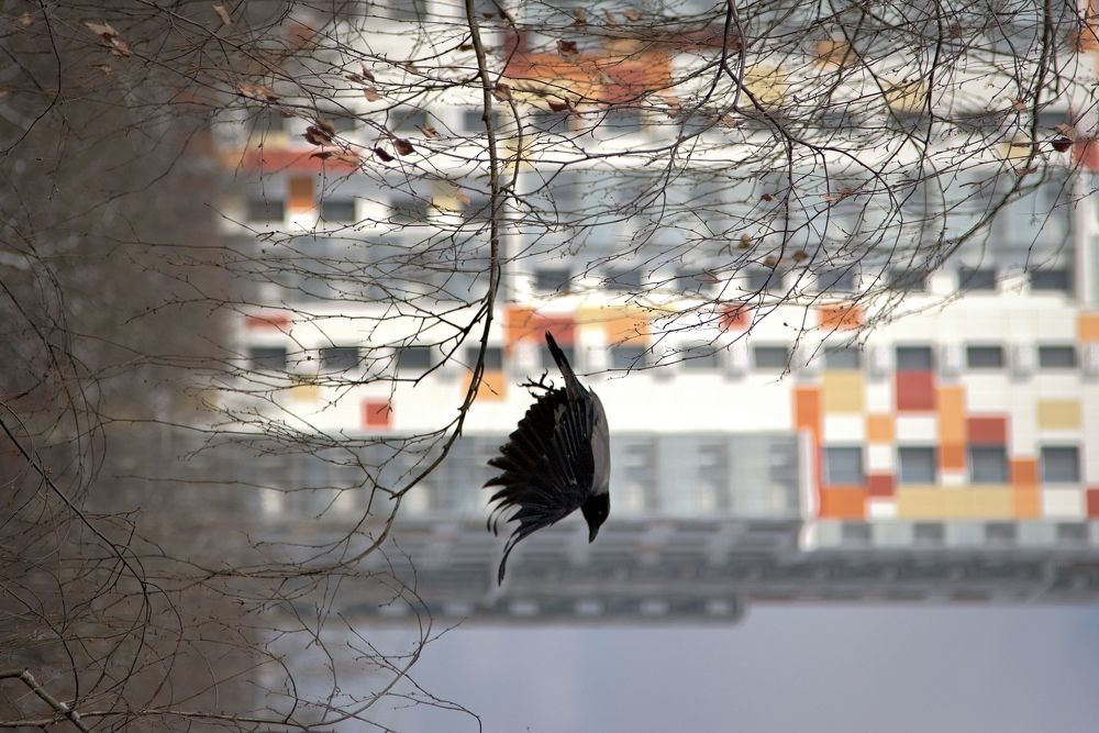 Городская птица