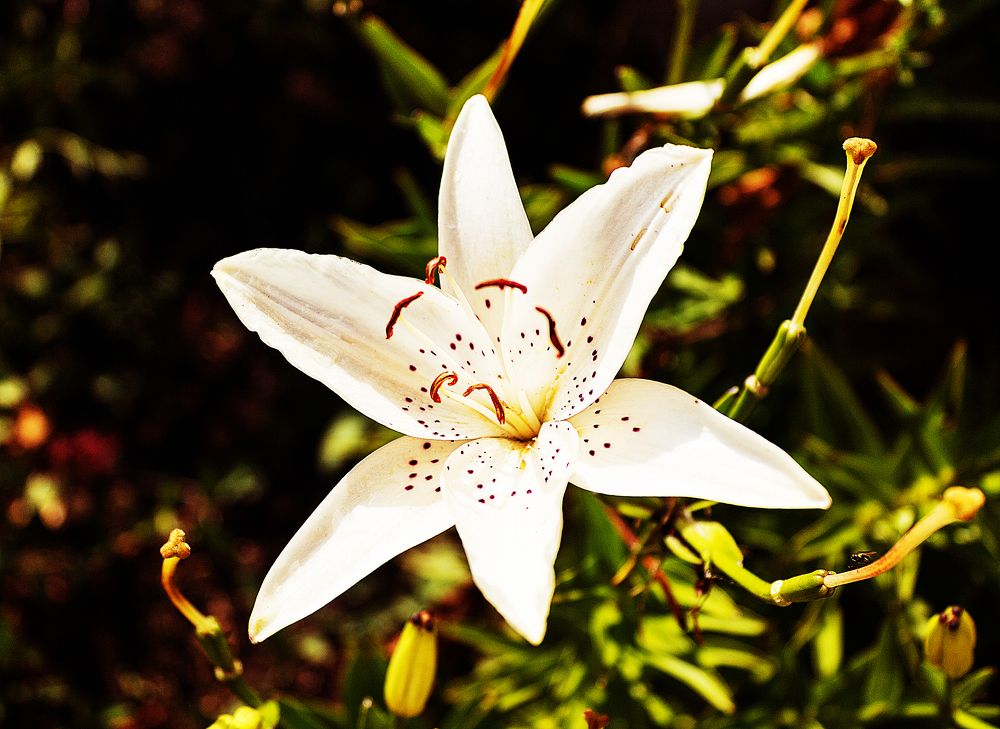 Photograph by Попел Ирина