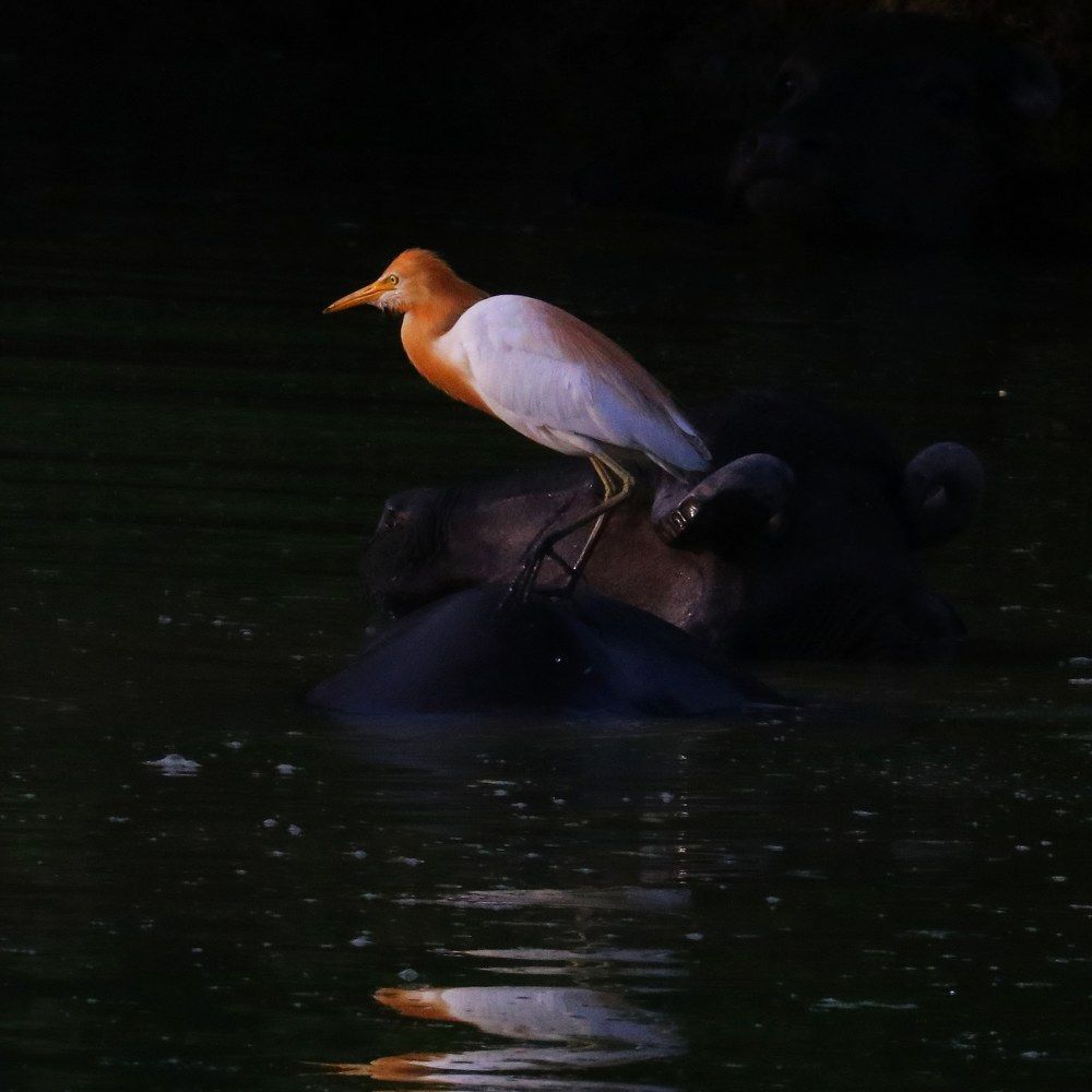 Photograph by Vijay madan