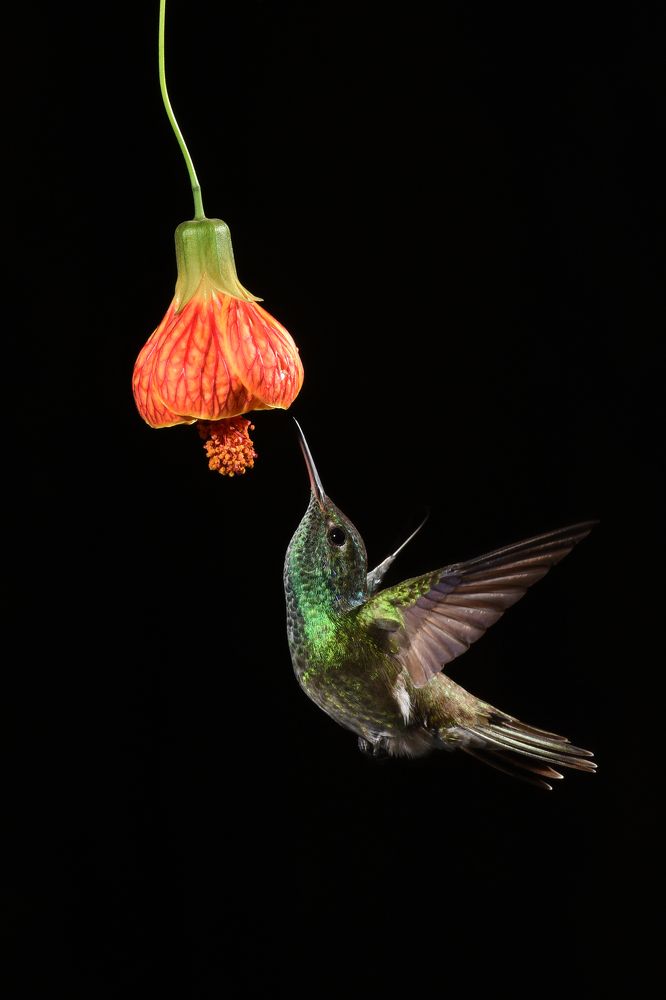 Photograph by SI SABER LOTFI