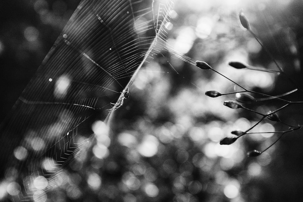 Photograph by Вадим Никифоров