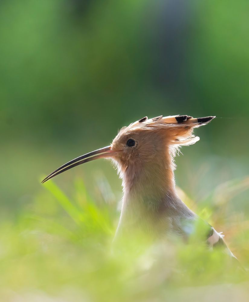 Фотография автора Anandhu M