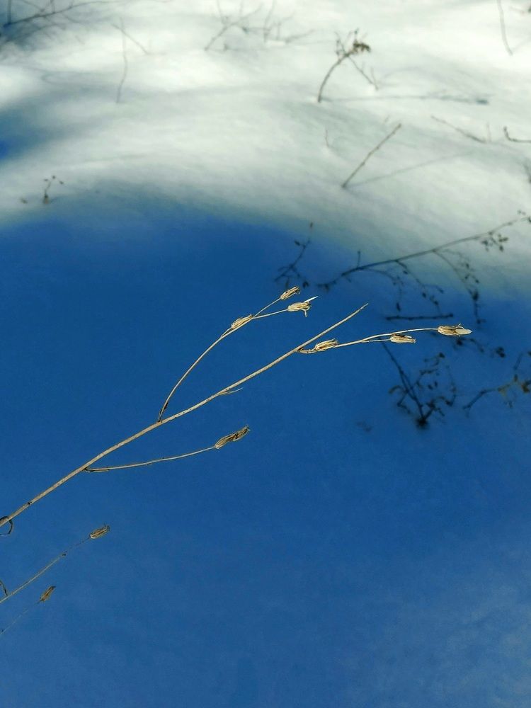 "Золотая веточка"