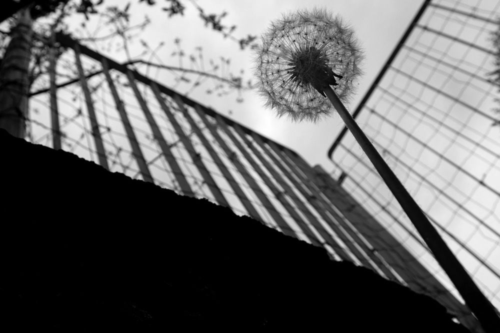 Photograph by Atelie-to