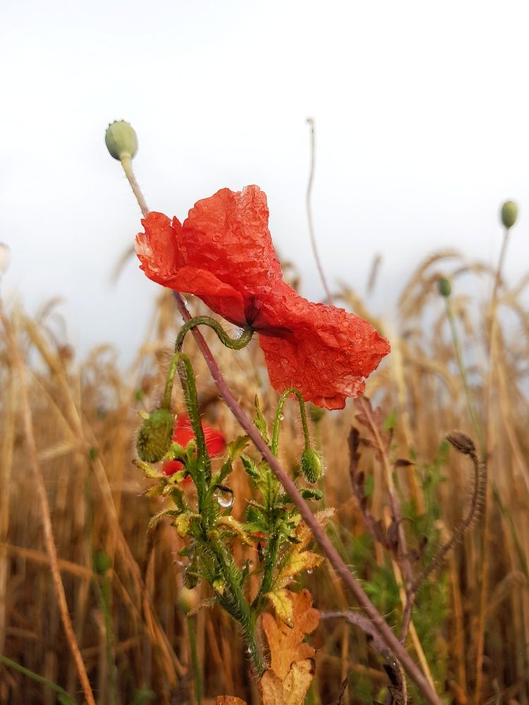 Photograph by Olga Weinberger