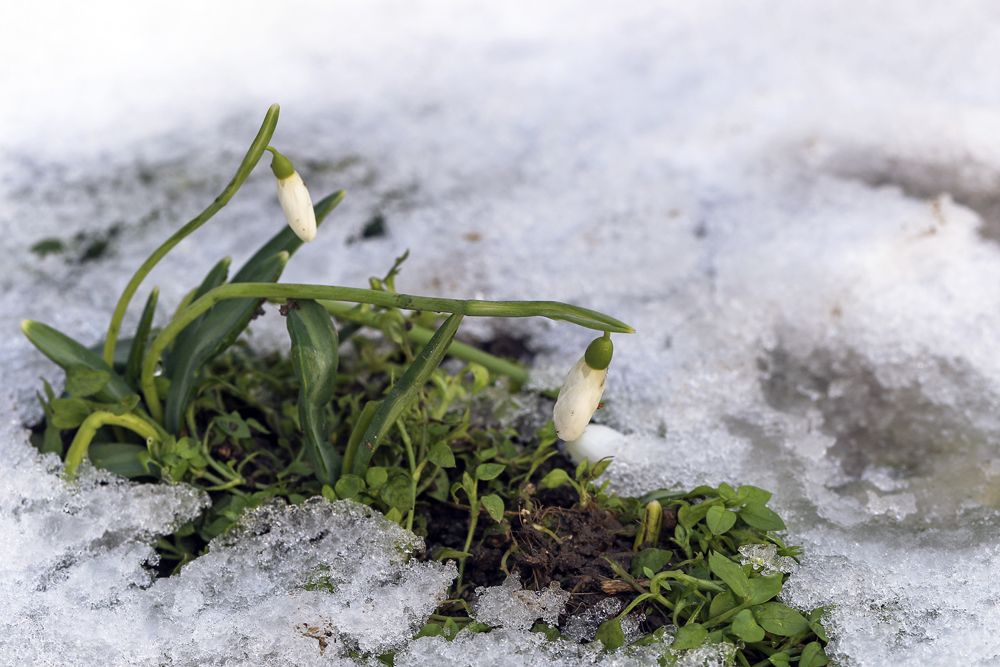 Непокорённые