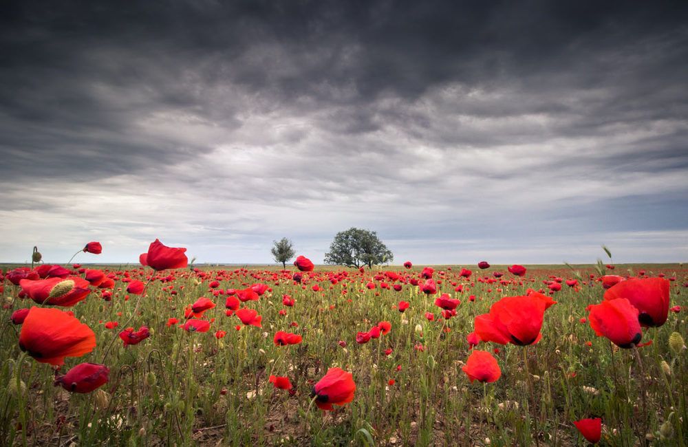 Photograph by Елена Покрепа