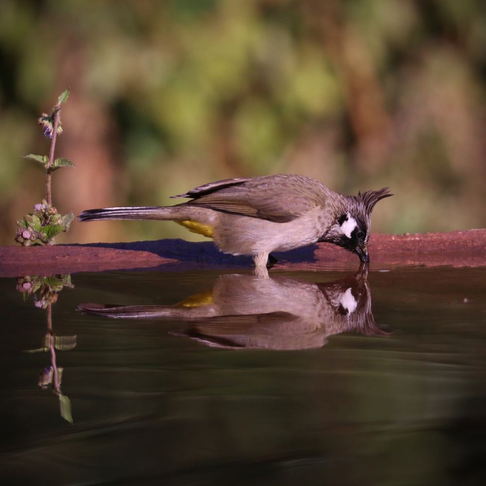 Photograph by Vijay madan