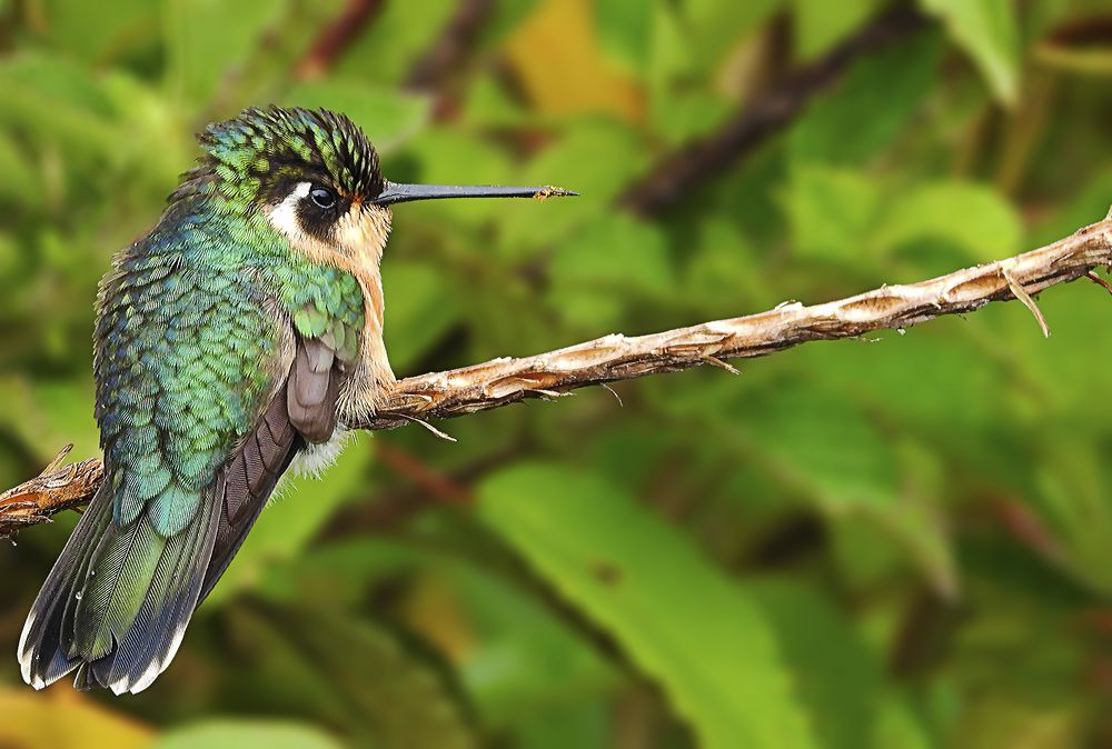 Vida y Paz / Life and Peace