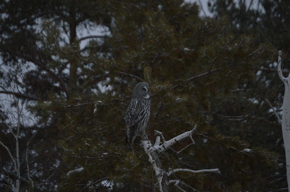 Photograph by Наталья Мордовская