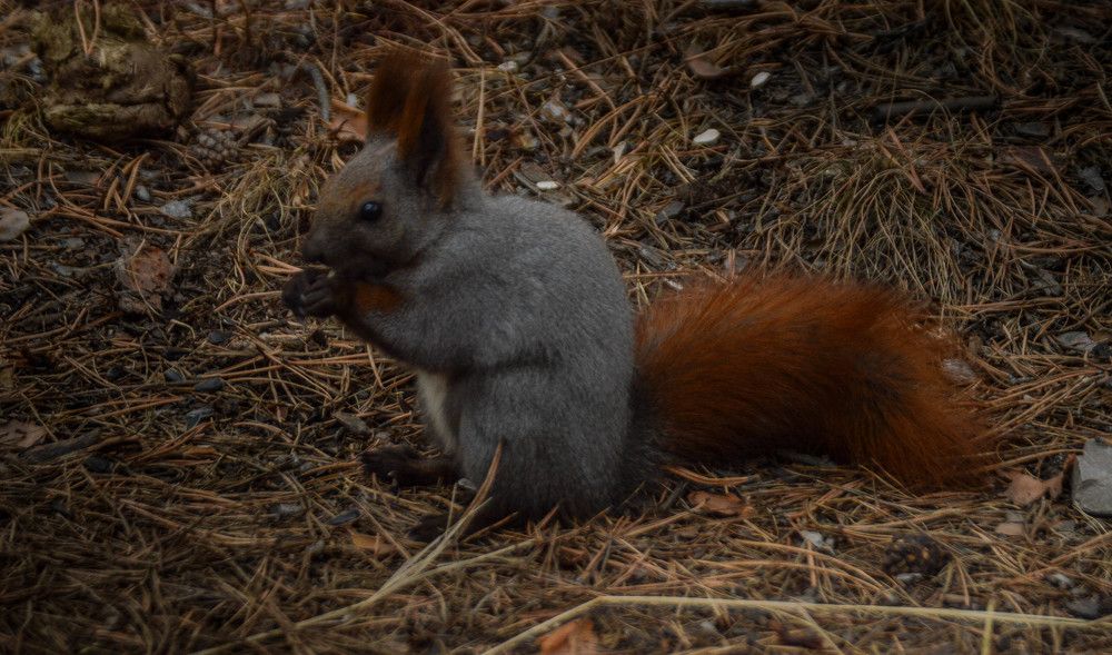 Photograph by Наталья Мордовская