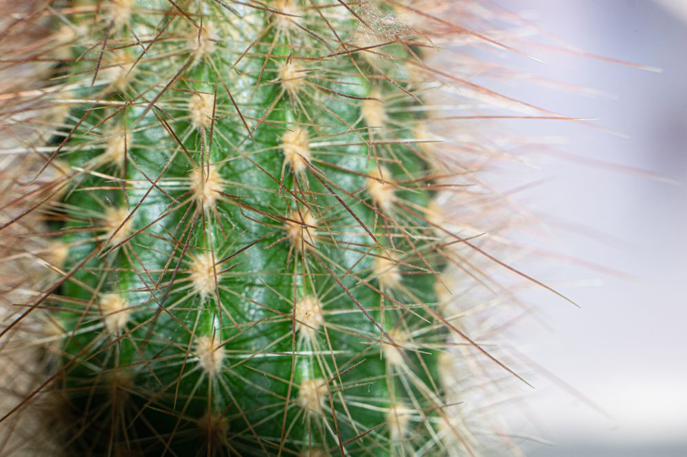 Photograph by Ceva Nata