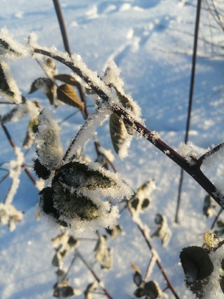 Photograph by Кристина Шеполухина