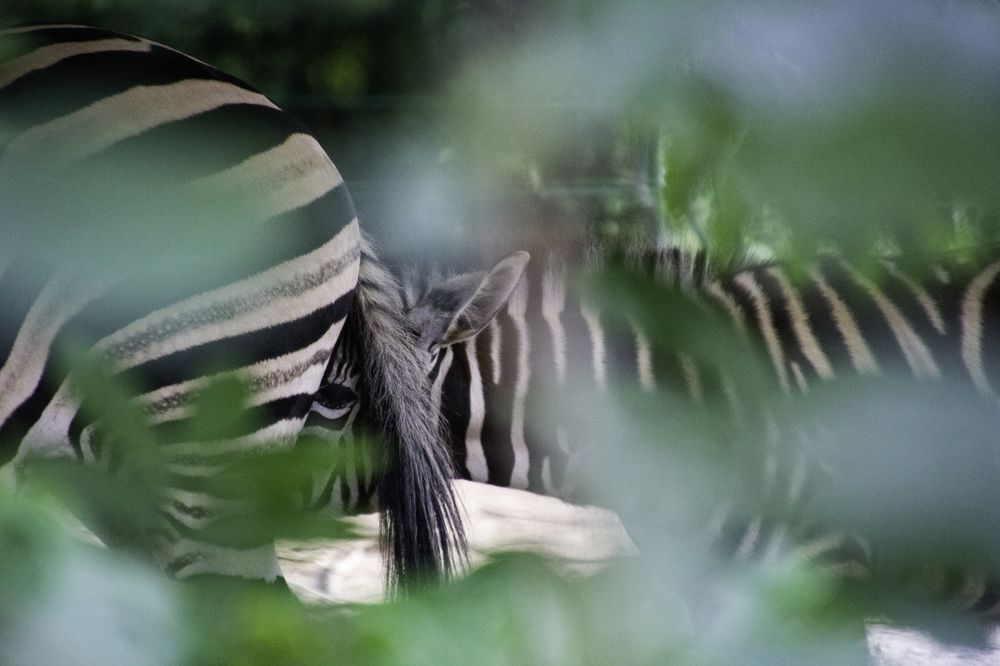 Photograph by Lara Pucko