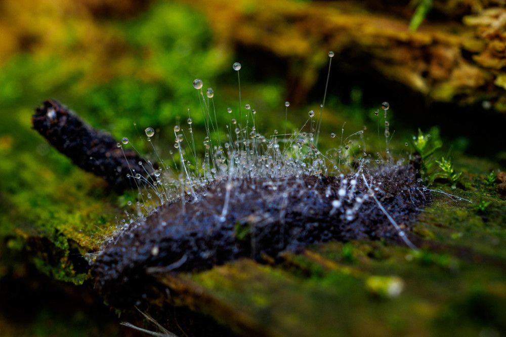 Гриб из порядка Мукоровые, куда также относится белая плесень из заплесневевшего хлеба