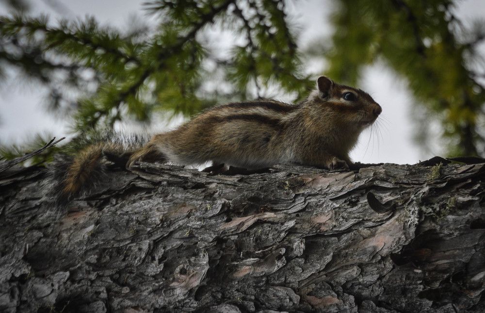 Photograph by Наталья Мордовская
