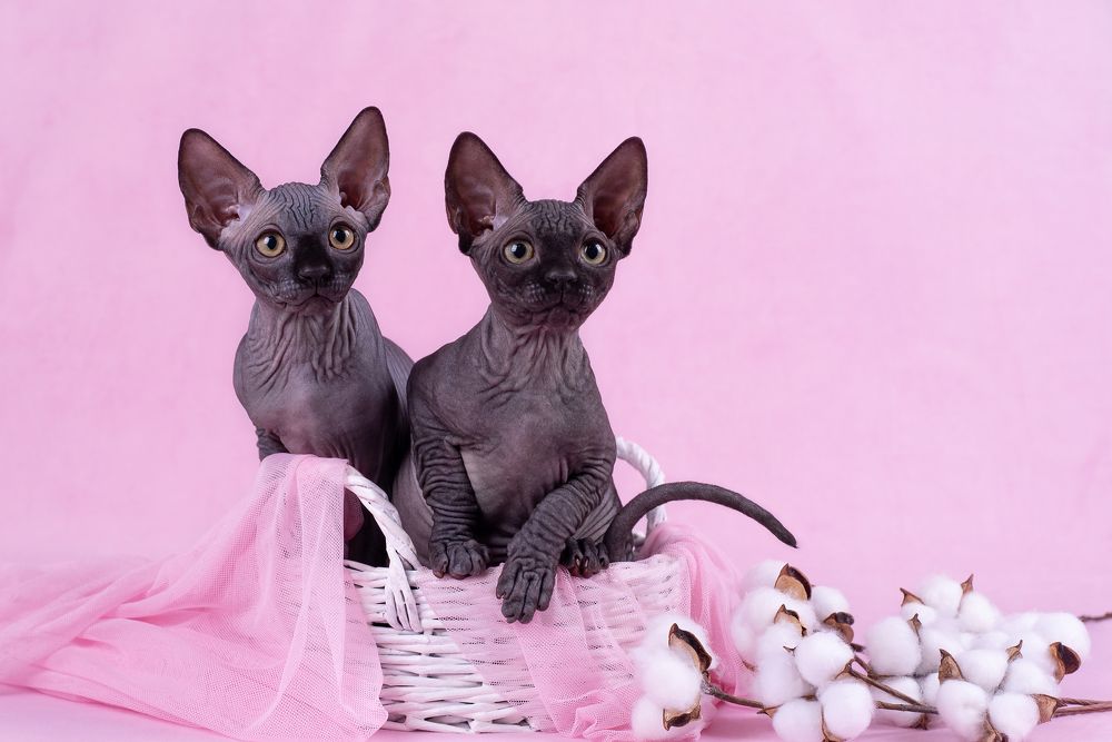 Котята в корзинке