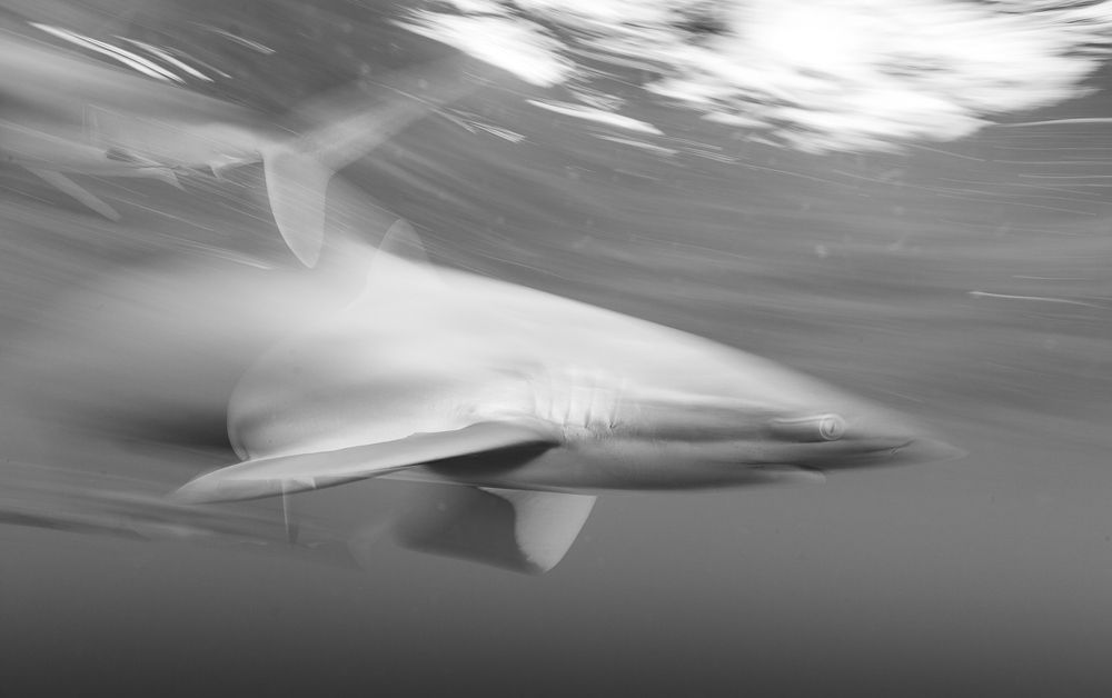 Photograph by Gustavo Costa