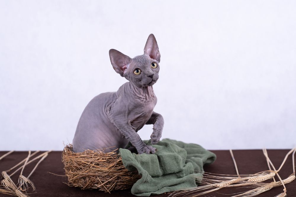 Photograph by Алина Сулейманова