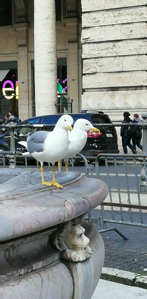 Пернатые жители Рима