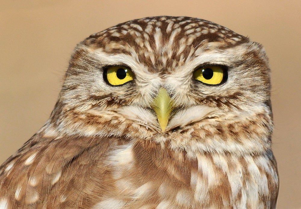 Photograph by Sohrab Niazi