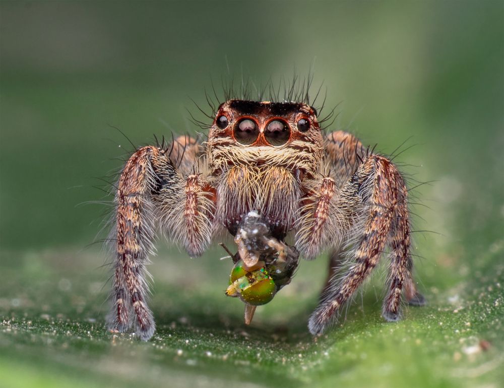 Фотография автора Jayanta Basak