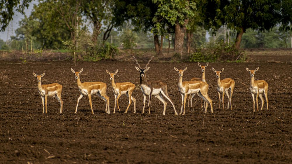 Natures Fashion show