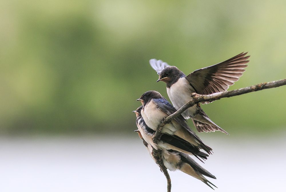 Photograph by Наталья