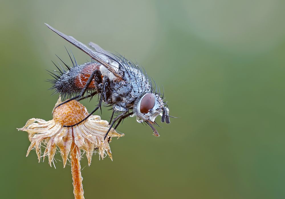 Спящая муха