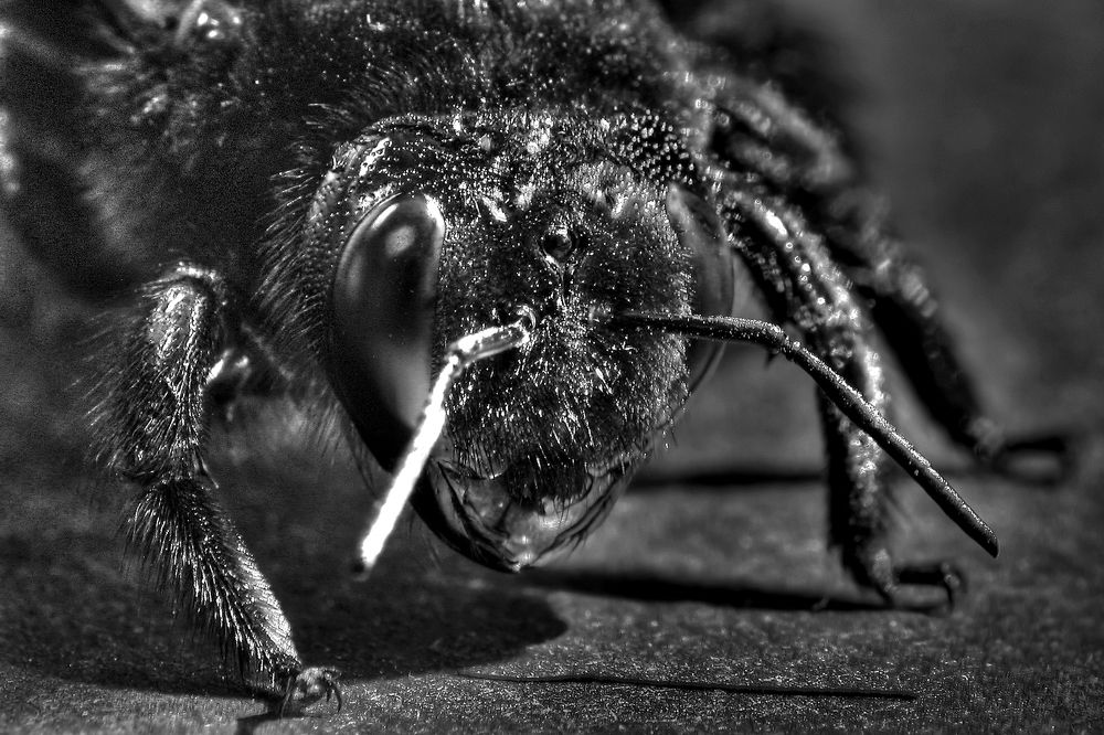 Photograph by Berezvai László