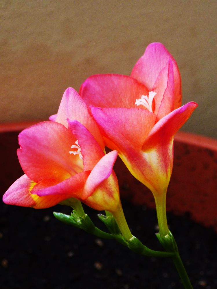 Фотография автора KONSTANTINOS KOUTCHIAS