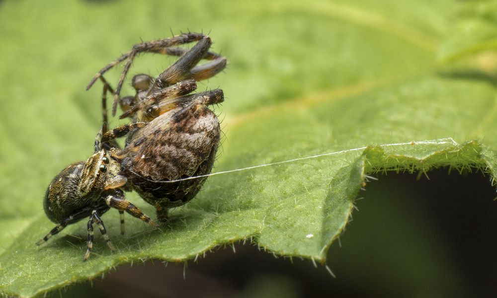 Photograph by Sachintha Wijenayake K.A