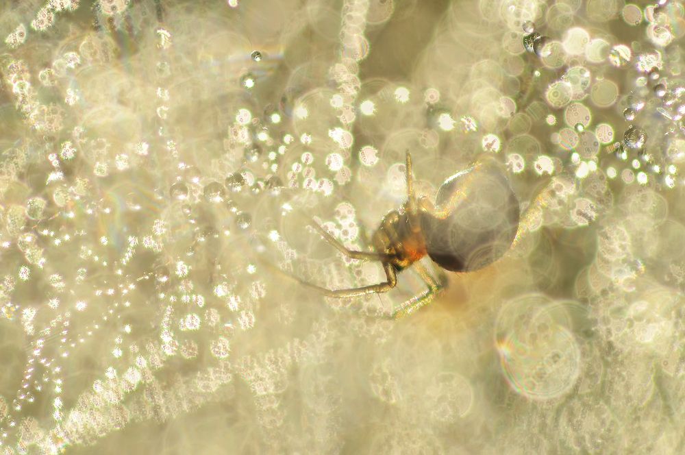 Пузырьковый паук :)