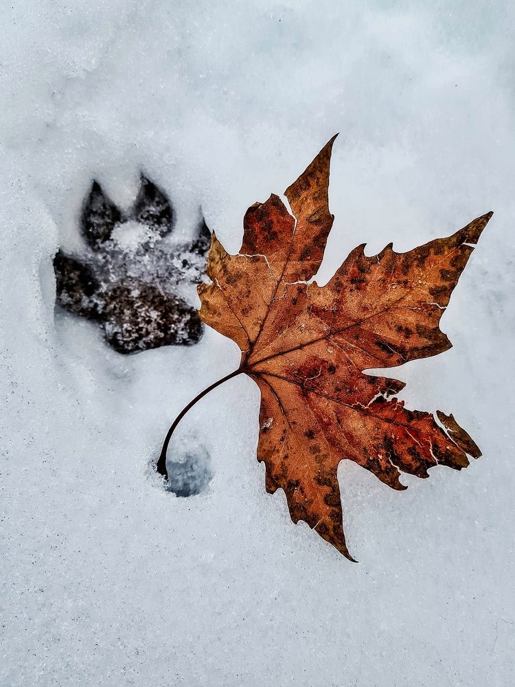 Photograph by Лариса Когтева