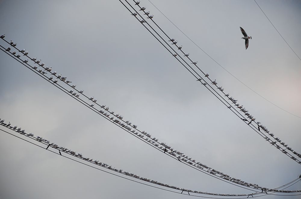 Хор и дирижер...