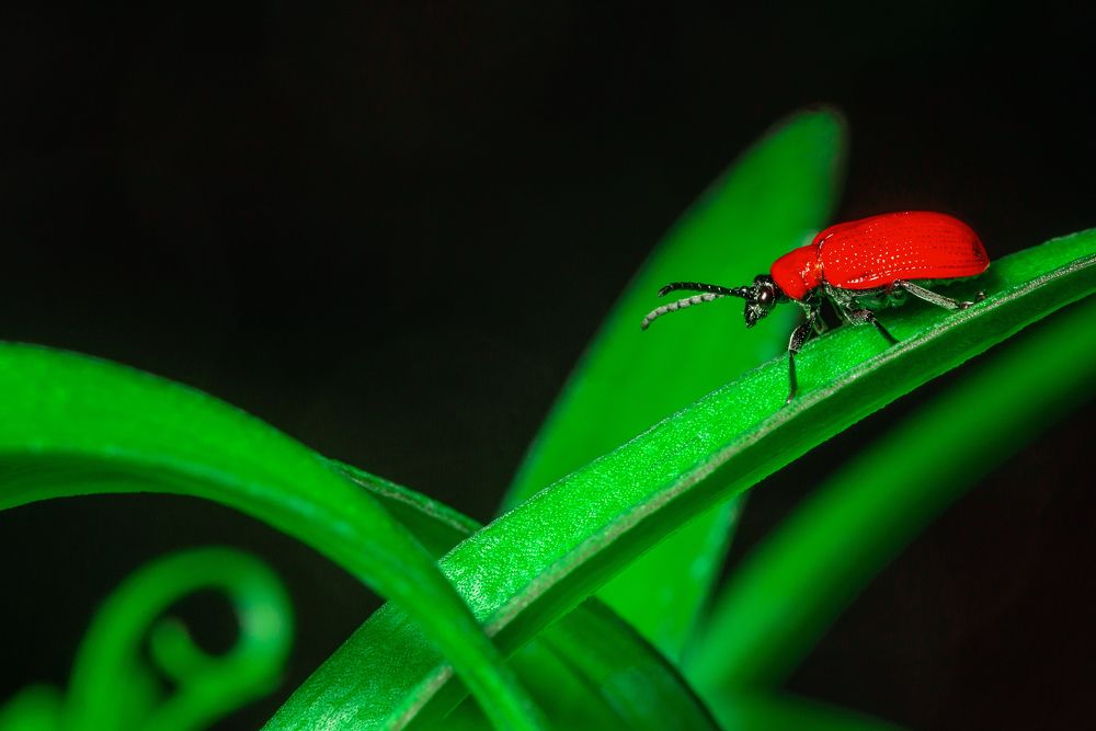 Photograph by Олег Колбасин