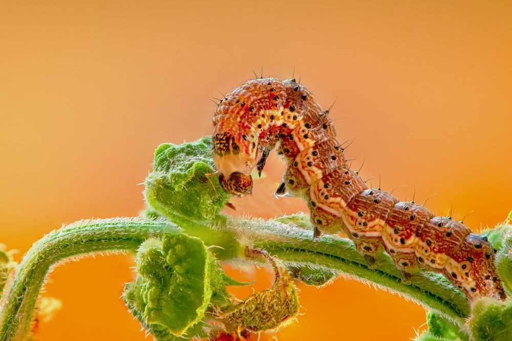 Photograph by Олег Колбасин