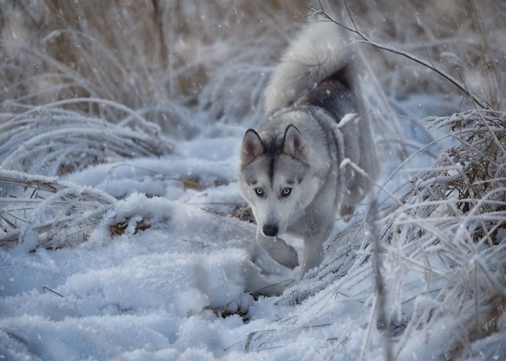 Photograph by Ирина Кленкова